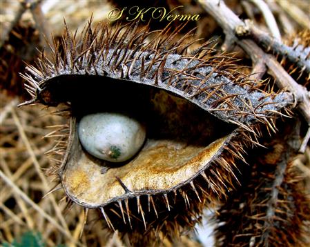  Legume (Spiny) with a seed
